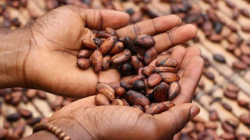 West Africa’s Cocoa Crisis: Farmers Abandon Rotting Crops