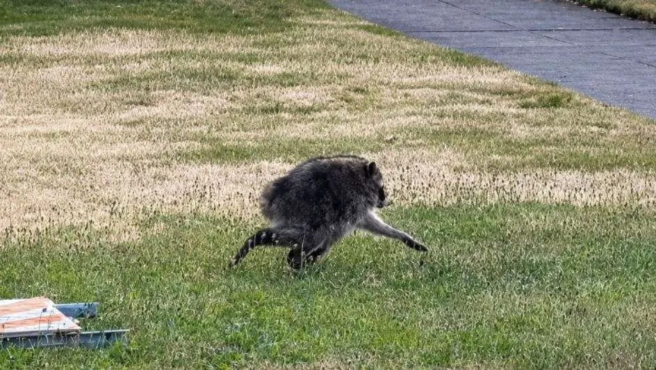 Meet Jimothy: The Viral Raccoon Sensation
